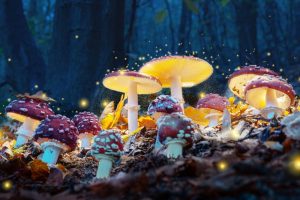 mushroom-ceremony-edinburgh-scotland